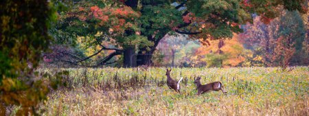 Photo for Two white-tailed deer bucks (odocoileus virginianus) running in a soybean field, panorama - Royalty Free Image