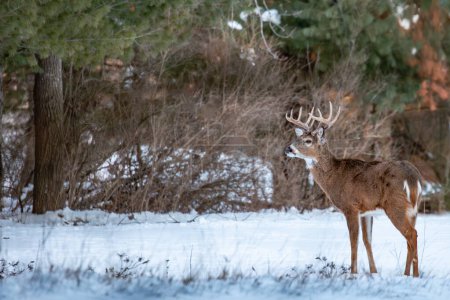 Photo for White-tailed deer buck (odocoileus virginianus) standing in a Wisconsin field in January, horizontal - Royalty Free Image