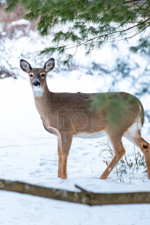 White-tailed deer, doe (odocoileus virginianus) standing in a Wisconsin field in January, vertical