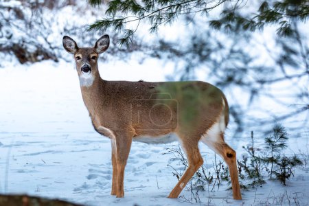 Photo for White-tailed deer, doe (odocoileus virginianus) standing in a Wisconsin field in January, horizontal - Royalty Free Image