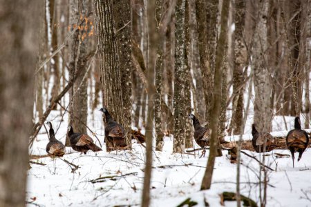 Eastern wild turkey (Meleagris gallopavo) in a flock walking through a snow covered forest, horizontal