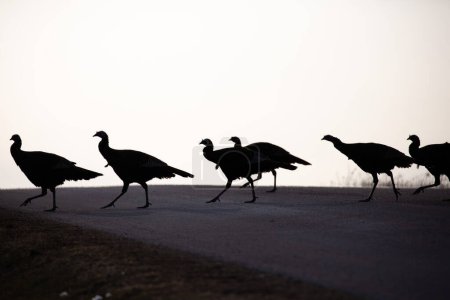 Silhouettes of eastern wild turkeys (Meleagris gallopavo) walking across a Wisconsin road, horizontal