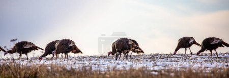 Eastern wild turkey (Meleagris gallopavo) eating in a farmers field, panorama
