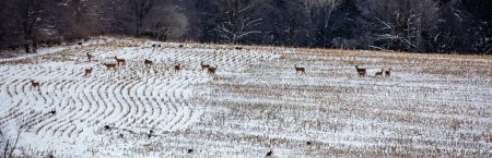 White-tailed deer (Odocoileus virginianus) and wild turkeys in a snow-covered Wisconsin cornfield, panorama