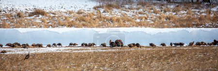 Large flock of eastern wild turkeys (Meleagris gallopavo) during the mating season on farmland, panorama
