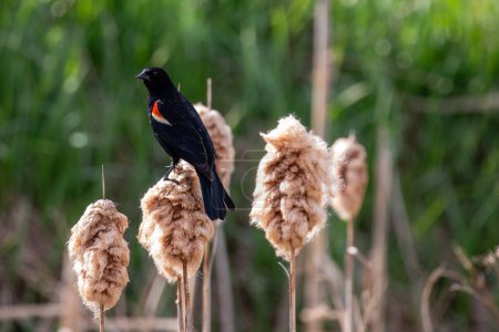 Red-winged Blackbird (Agelaius phoeniceus) adult perched on a cattail in April, horizontal