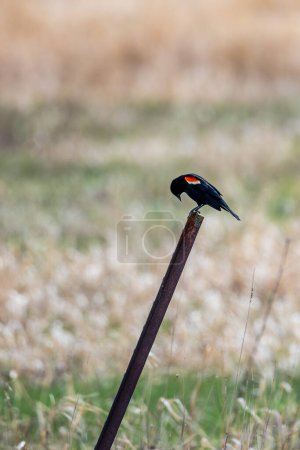 Red-winged Blackbird (Agelaius phoeniceus) adult perched on a metal fence pole in April , vertical