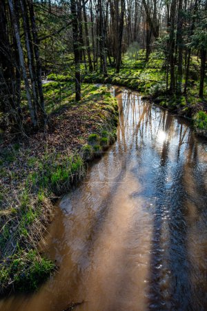 Téléchargez les photos : Forest with a creek running through it in springtime brown from runoff, vertical - en image libre de droit