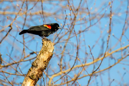 Red-winged Blackbird (Agelaius phoeniceus) adult perched on a tree brnch in April, horizontal