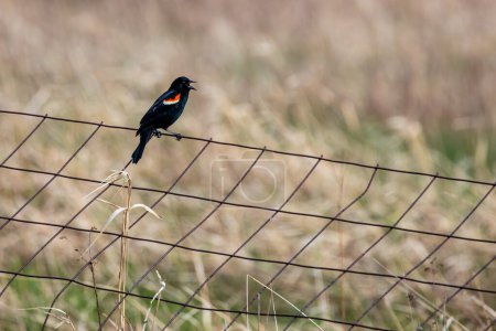 Red-winged Blackbird (Agelaius phoeniceus) adult perched on a wire fence in April, horizontal