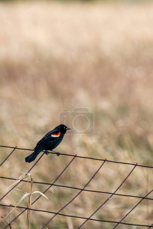 Red-winged Blackbird (Agelaius phoeniceus) adult perched on a wire fence in April, vertical