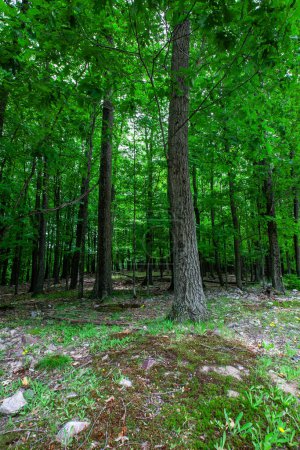 Forest in Rib Mountain State Park and the Granite Peak Ski area in Wausau, Wisconsin, vertical
