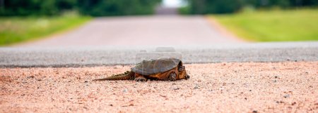 Snapping Turtle (Chelydra serpentina) on a gravel road, panorama