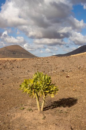 Foto de Hojas frescas de una suculenta naturaleza en crecimiento en el suelo arenoso seco. Montañas al fondo. Cielo azul con nubes blancas. Centro de Fuerteventura (Tindaya), España. - Imagen libre de derechos