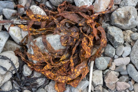 Seaweed on the beach of Atlantic ocean. Pebbles in the background. rea of Westfjords, Isafjordur, Iceland.