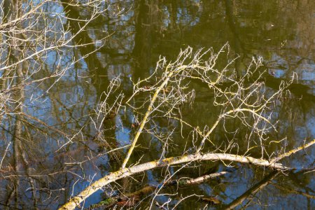 Sonniger Tag im Spätwinter. Teilweise gebrochene Zweige im Fluss Dyje. Lednice, Podivin, Morava, Tschechien.