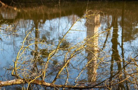 Sonniger Tag im Spätwinter. Teilweise gebrochene Zweige im Fluss Dyje, die einen Turm widerspiegeln - Minarett in einem Park. Lednice, Podivin, Morava, Tschechien.