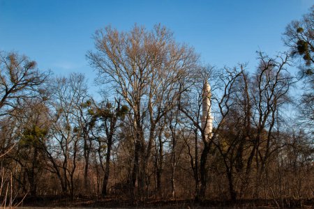 View from the side of river Dyje on a high minaret - viewpoint tower in the park. Surrounded by many leafless trees in the late winter. Bright blue sky. Lednice, Podivin, Morava, Czech republic.