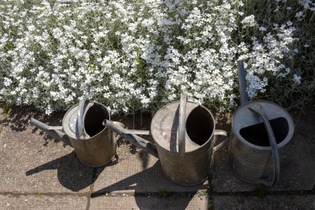 Tres latas tradicionales de aluminio usadas para regar las plantas. Muchas flores blancas hermosas en una tumba. Día soleado. Dlouhomilov, Moravia, República Checa.