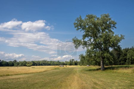 Rasen mit einem Baum und umgeben von einem Wald. Blauer Himmel mit weißen Wolken. Areal des Parks des Jagdschlosses Pohansko, Breclav, Mähren, Tschechische Republik.