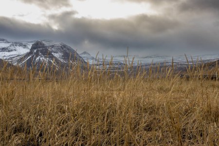 Foto de Hierba amarilla seca de otoño en primer plano. Montañas con nieve en el fondo. Dramático cielo nublado en otoño. Zona de Isafjordur, Westfjords, Islandia. - Imagen libre de derechos