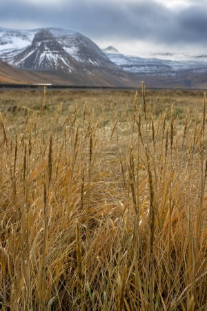 Foto de Hierba amarilla seca de otoño en primer plano. Montañas con nieve en el fondo. Dramático cielo nublado en otoño. Zona de Isafjordur, Westfjords, Islandia. - Imagen libre de derechos