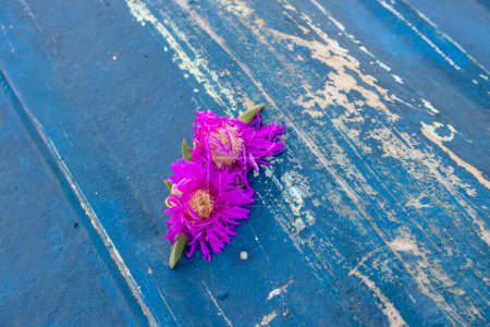Wie eine Erinnerung an einen Flirt letzte Nacht: Zwei lila Blüten einer Hottentottenfeige, die auf einem blauen Holzboot an der Küste von Spiaggia Sibiliana, Marsala, Sizilien, vergessen wurden..