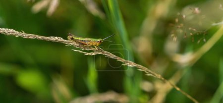 Photo for Grasshopper insects wildlife fauna saarland ecology enironment summer background - Royalty Free Image