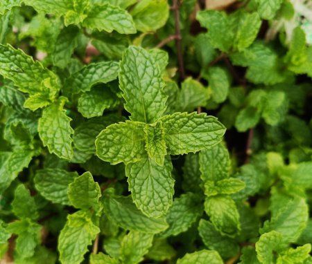 Mint plant grown in a pot. Mint leaves are also known as Puthina leaves. Mentha is its scientific name. fresh healthy green leaves. Mint plant grow at vegetable garden