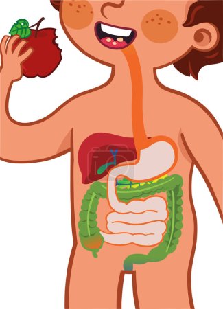 Illustration for Vector illustration showing the digestive system of a child. - Royalty Free Image