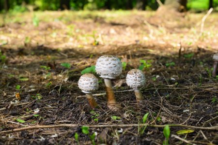 Téléchargez les photos : A group of poisonous Chlorophyllum venenatum mushrooms in the garden. - en image libre de droit