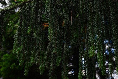 Téléchargez les photos : Branche d'épinette européenne ou Picea abies. Cultivar Virgata ou Serpent branche épinette. - en image libre de droit