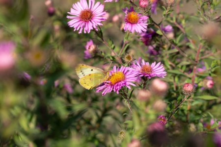 Photo for Orange Sulphur , also known as the alfalfa butterfly on Aster in the autumn sun. - Royalty Free Image