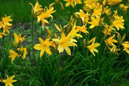 Téléchargez les photos : Macro photo nature floraison fleur Lilium. Texture de fond fleurs jaunes fleurissant lis. Image d'une plante printemps fleur jaune lis
. - en image libre de droit