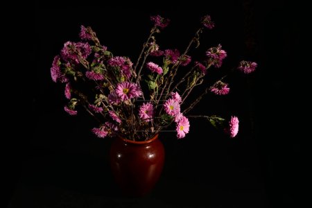 wilted pink Chrysanthemum flowers in a vase on a black background. Front view.