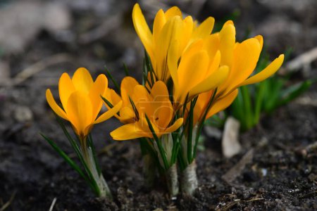 Téléchargez les photos : Crocus Golden Yellow bloom in the garden. Close up. - en image libre de droit