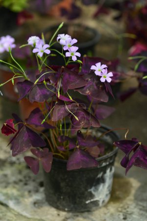 Photo for Oxalis triangularis flowers and purple trefoil in the garden. - Royalty Free Image