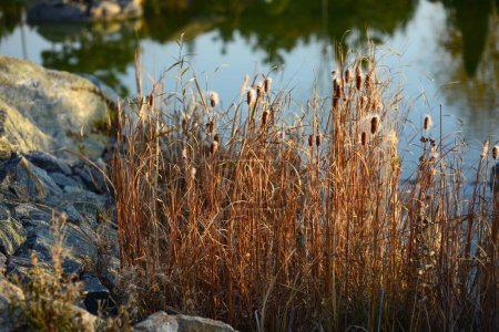 Thickets of reeds against the backdrop of a lake at sunset.