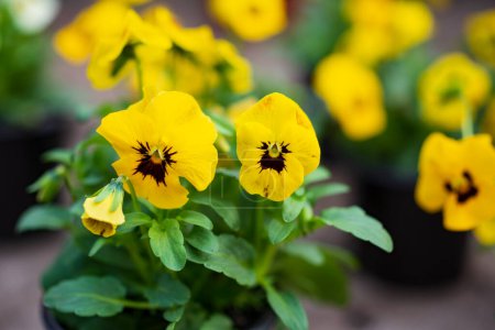 Nahaufnahme von bunten gelben Stiefmütterchen, Viola x wittrockiana.
