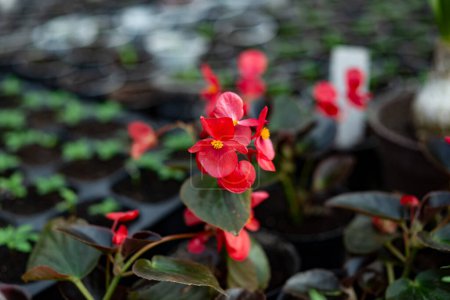 Red begonia flowers with yellow center pollen with dark green leaves in a botanical garden greenhouse .