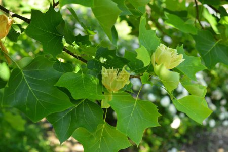 Branches with green leaves and yellow flowers of Liriodendron tulipifera, known as the tulip tree, in the city garden .