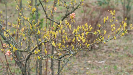 Viburnum fragante, hojas jóvenes y la floración en primavera en el jardín botánico.