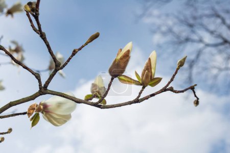 Foto de Los brotes de Magnolia kobus se abren bajo el sol primaveral en un jardín botánico. - Imagen libre de derechos