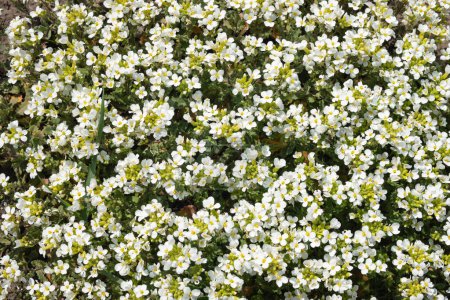 Arabis alpina. White arabis caucasica flowers growing in the garden. Mountain rockcress or alpine rock cress.