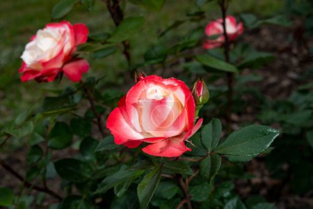 Rosa Nostalgie is a hybrid tea rose with beautiful red flowers.