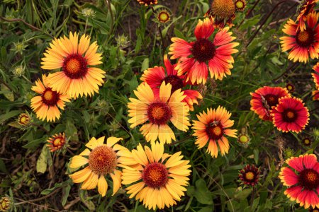 Gaillardia aristata red yellow flower in bloom, group of bright colorful flowers in the gardren.