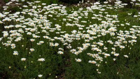 Sky view of grass filled with daisies on a sunny day.