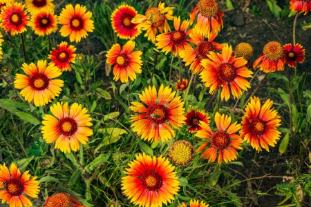 Gaillardia aristata red yellow flower in bloom, group of bright colorful flowers in the gardren.