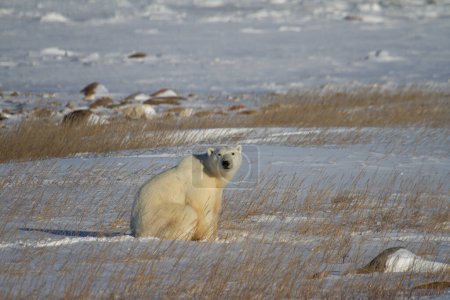 A beautiful polar bear sitting down in snow between arctic grass, near Churchill, Manitoba Canada