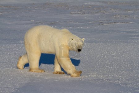 A beautiful polar bear walking on snow on a sunny day , near Churchill, Manitoba Canada